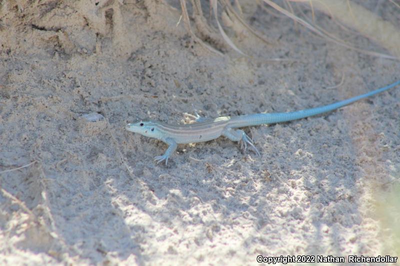 Little White Whiptail (Aspidoscelis gypsi)