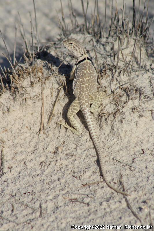 Eastern Collared Lizard (Crotaphytus collaris)