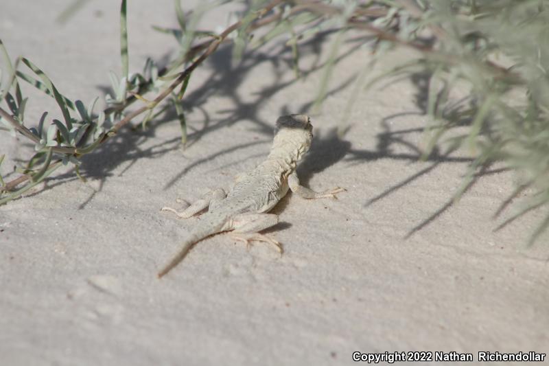 Bleached Earless Lizard (Holbrookia maculata ruthveni)