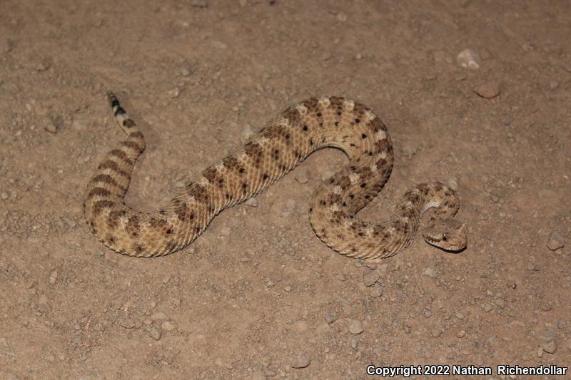 Sonoran Sidewinder (Crotalus cerastes cercobombus)