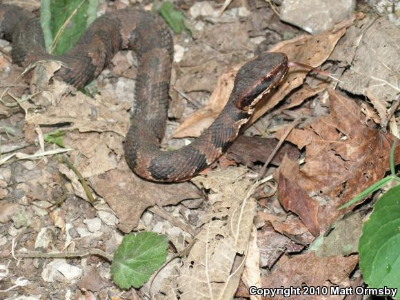 Western Cottonmouth (Agkistrodon piscivorus leucostoma)