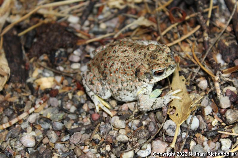 Red-spotted Toad (Anaxyrus punctatus)