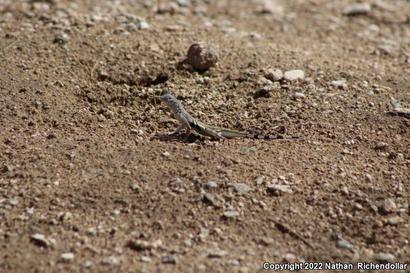 Zebratail Lizard (Callisaurus draconoides)