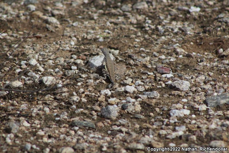 Greater Earless Lizard (Cophosaurus texanus)