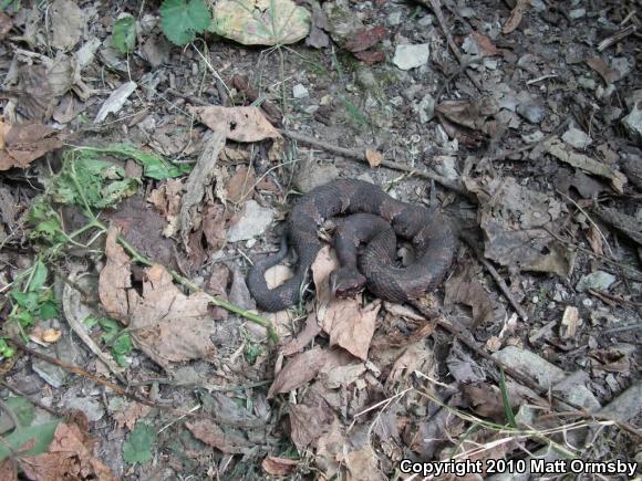 Western Cottonmouth (Agkistrodon piscivorus leucostoma)