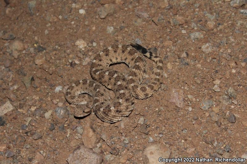 Sonoran Sidewinder (Crotalus cerastes cercobombus)