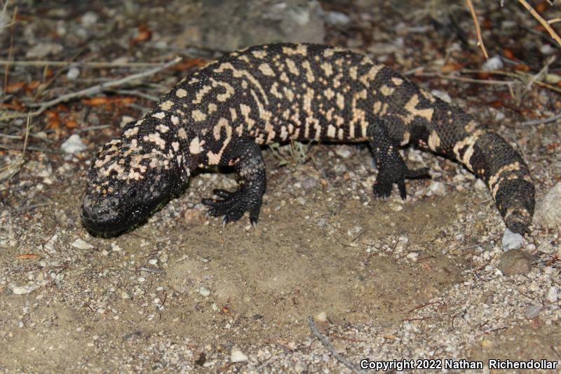 Reticulate Gila Monster (Heloderma suspectum suspectum)