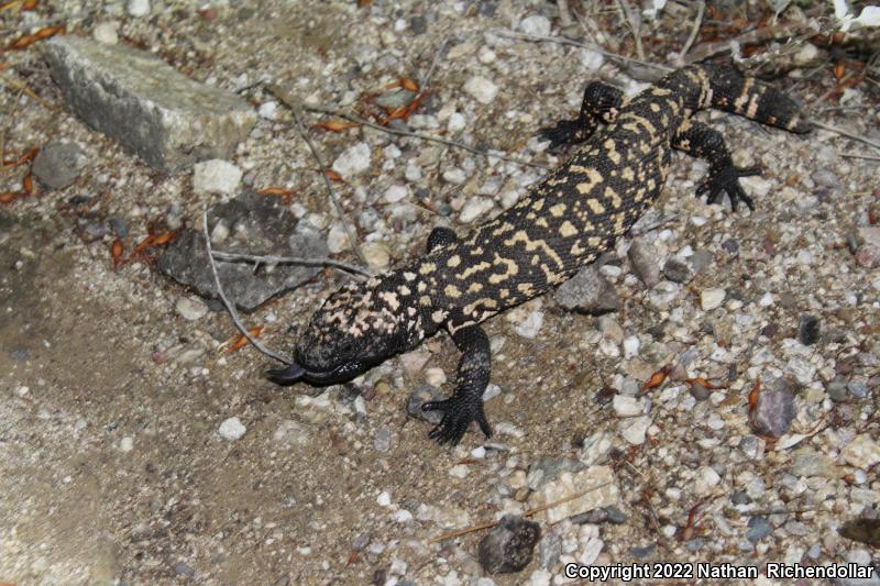 Reticulate Gila Monster (Heloderma suspectum suspectum)