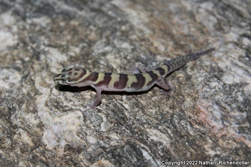 Western Banded Gecko (Coleonyx variegatus)