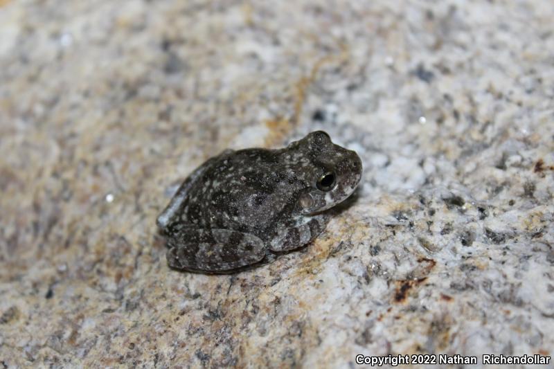 Canyon Treefrog (Hyla arenicolor)