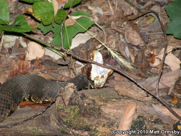 Western Cottonmouth (Agkistrodon piscivorus leucostoma)