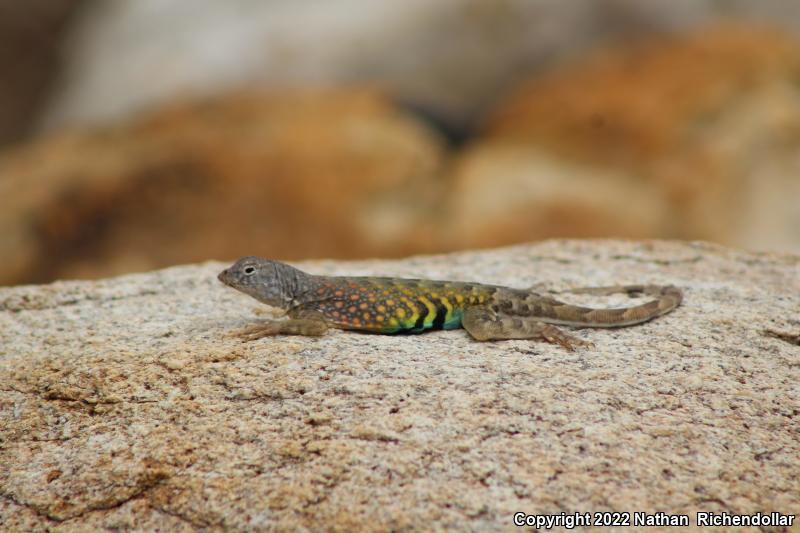 Greater Earless Lizard (Cophosaurus texanus)