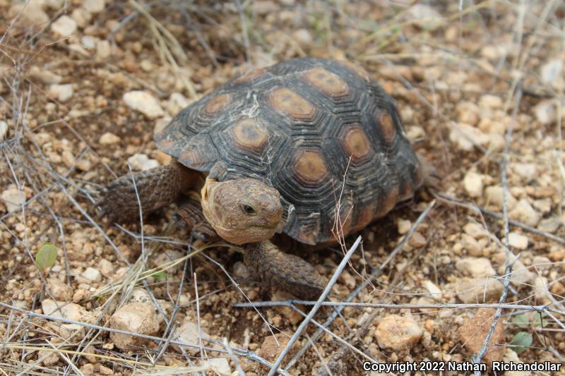 Desert Tortoise (Gopherus agassizii)