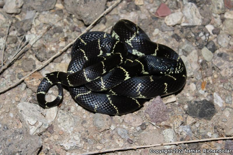 California Kingsnake (Lampropeltis getula californiae)