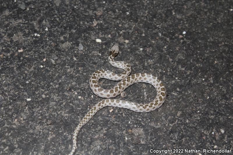 Sonoran Nightsnake (Hypsiglena chlorophaea chlorophaea)