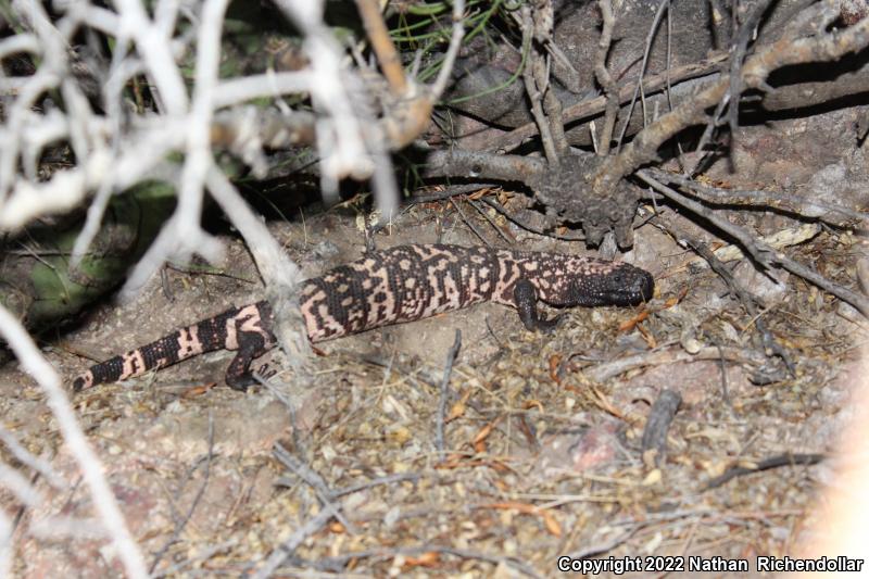 Reticulate Gila Monster (Heloderma suspectum suspectum)