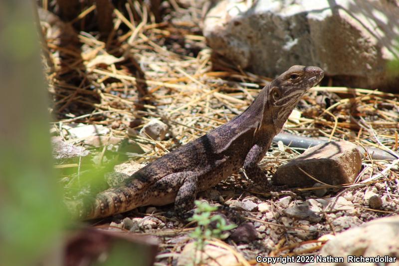 Gray's Spiny-tailed Iguana (Ctenosaura similis)