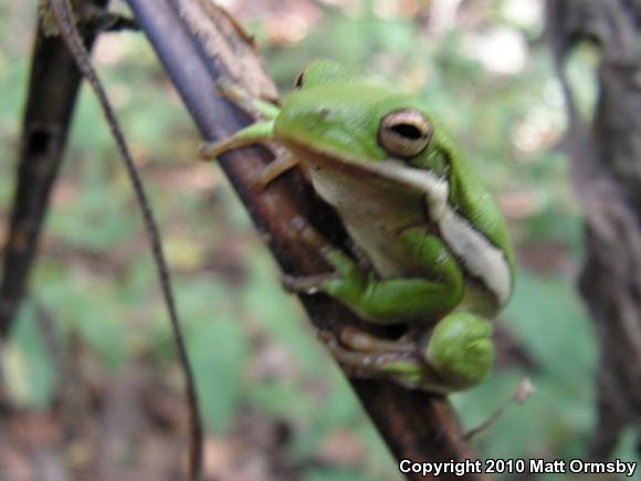 Green Treefrog (Hyla cinerea)