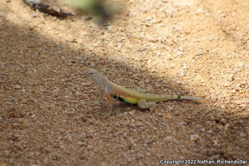 Zebratail Lizard (Callisaurus draconoides)