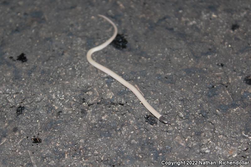 Smith's Black-headed Snake (Tantilla hobartsmithi)