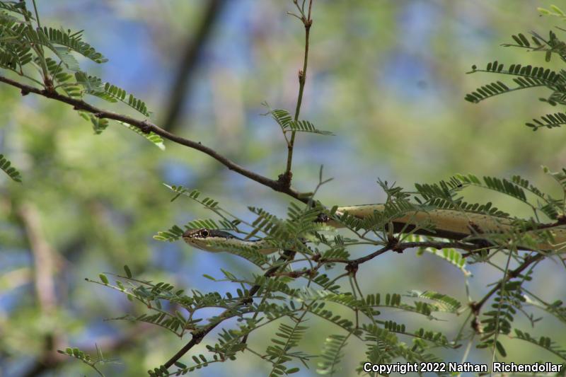 Sonoran Whipsnake (Coluber bilineatus)