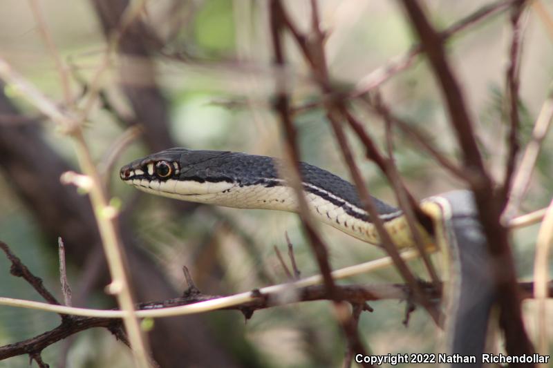 Sonoran Whipsnake (Coluber bilineatus)