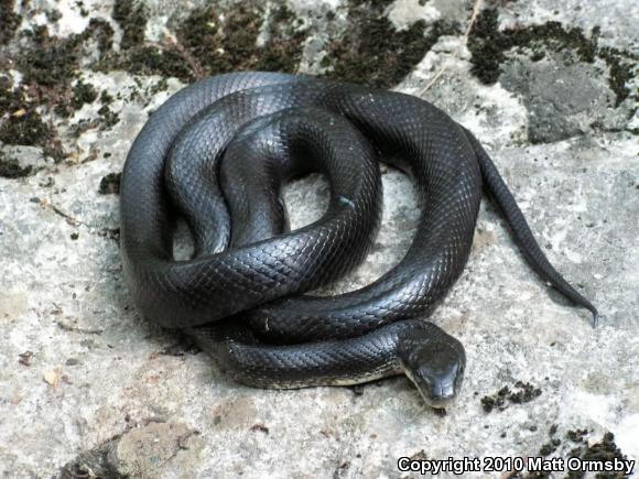 Eastern Ratsnake (Pantherophis alleghaniensis)