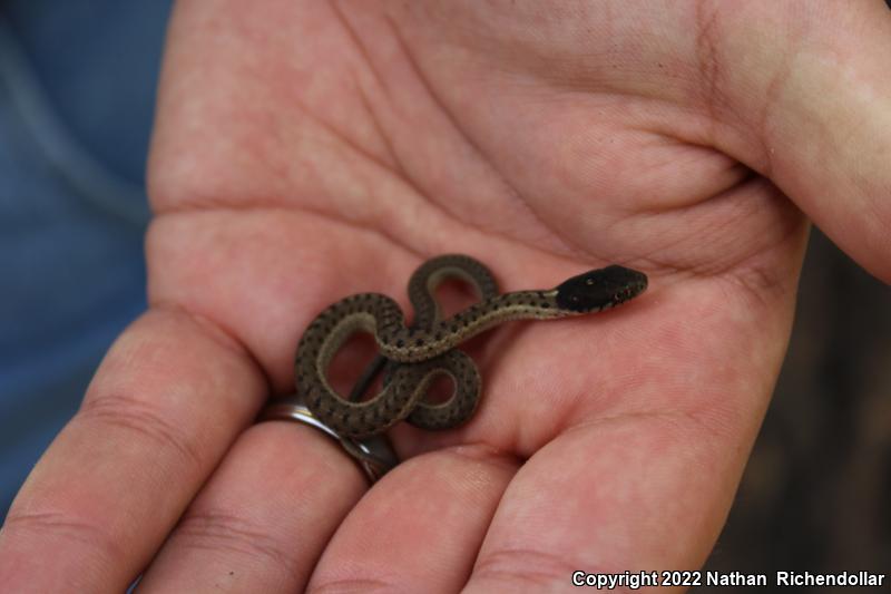 Wandering Gartersnake (Thamnophis elegans vagrans)