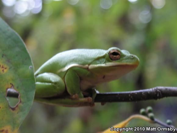 Green Treefrog (Hyla cinerea)