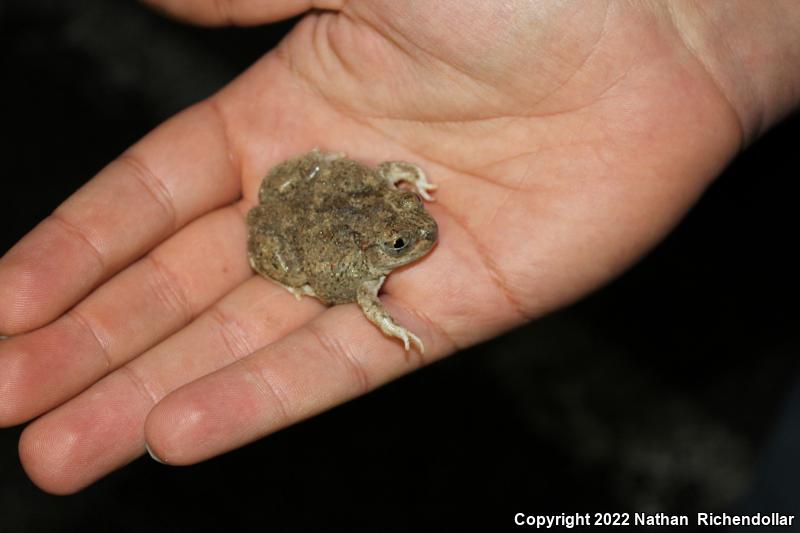 Mexican Spadefoot (Spea multiplicata)