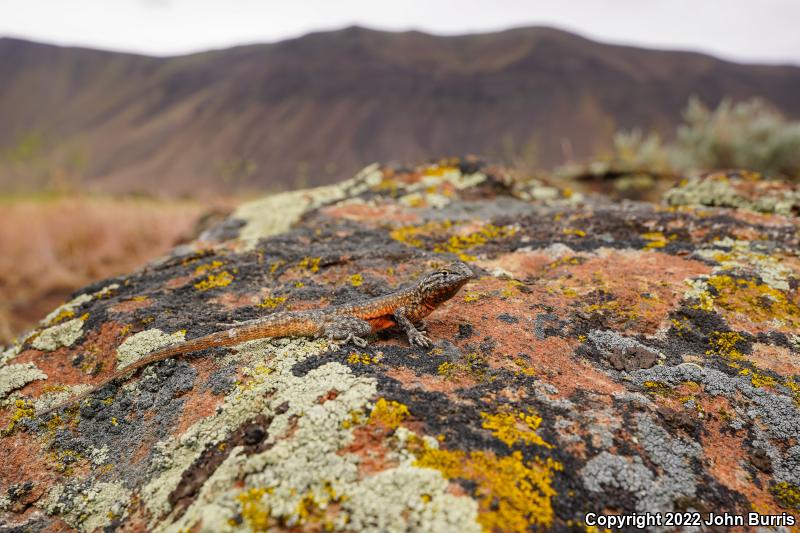 Northern Side-blotched Lizard (Uta stansburiana stansburiana)