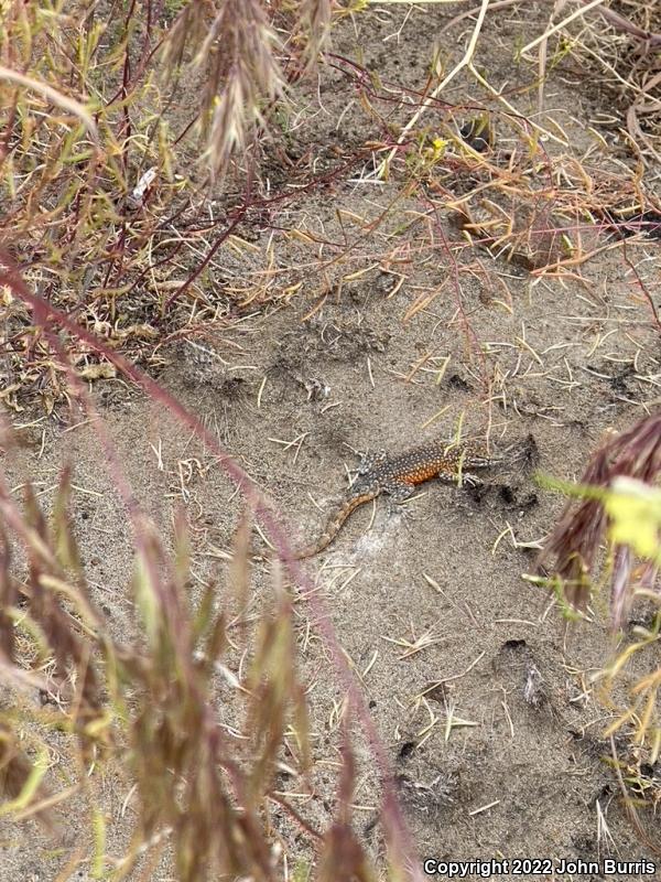 Northern Side-blotched Lizard (Uta stansburiana stansburiana)