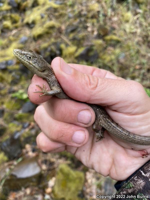 Northwestern Alligator Lizard (Elgaria coerulea principis)