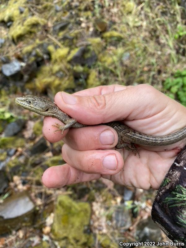 Northwestern Alligator Lizard (Elgaria coerulea principis)