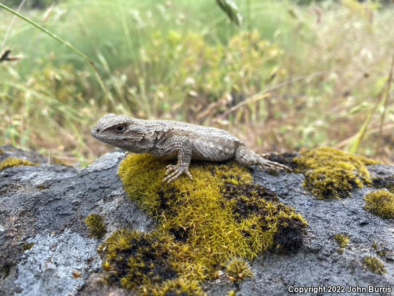 NorthWestern Fence Lizard (Sceloporus occidentalis occidentalis)