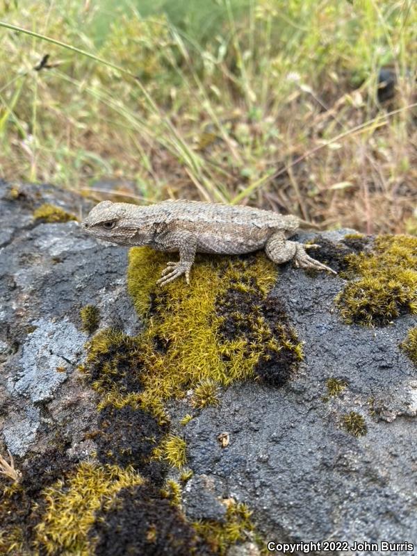 NorthWestern Fence Lizard (Sceloporus occidentalis occidentalis)