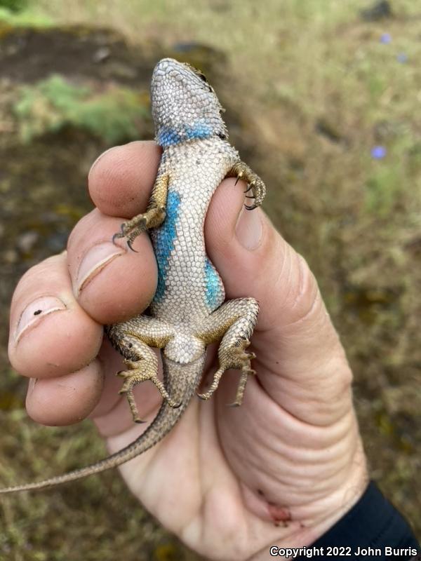 NorthWestern Fence Lizard (Sceloporus occidentalis occidentalis)