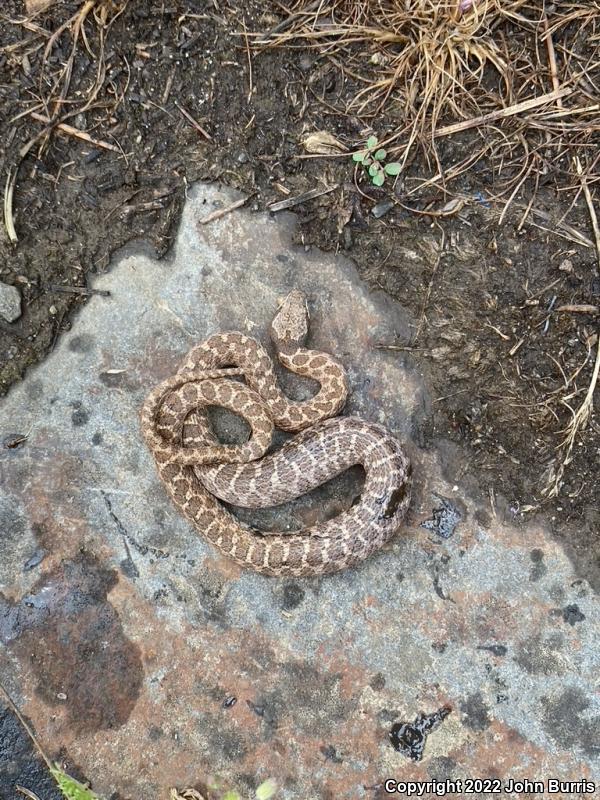 Desert Nightsnake (Hypsiglena chlorophaea deserticola)