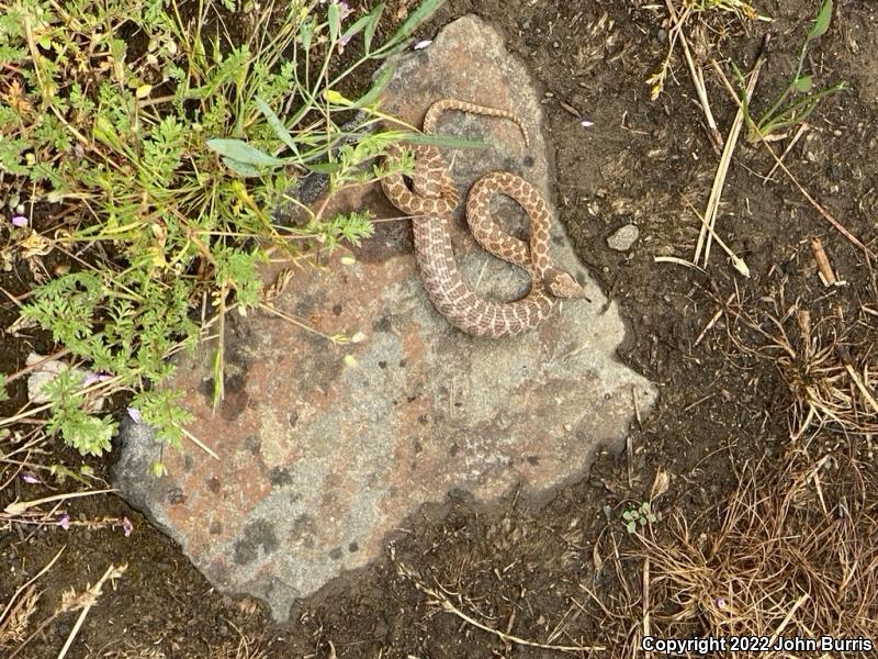 Desert Nightsnake (Hypsiglena chlorophaea deserticola)