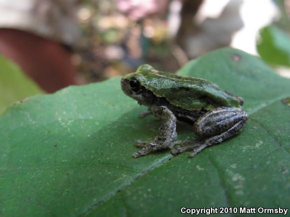 Bird-voiced Treefrog (Hyla avivoca)