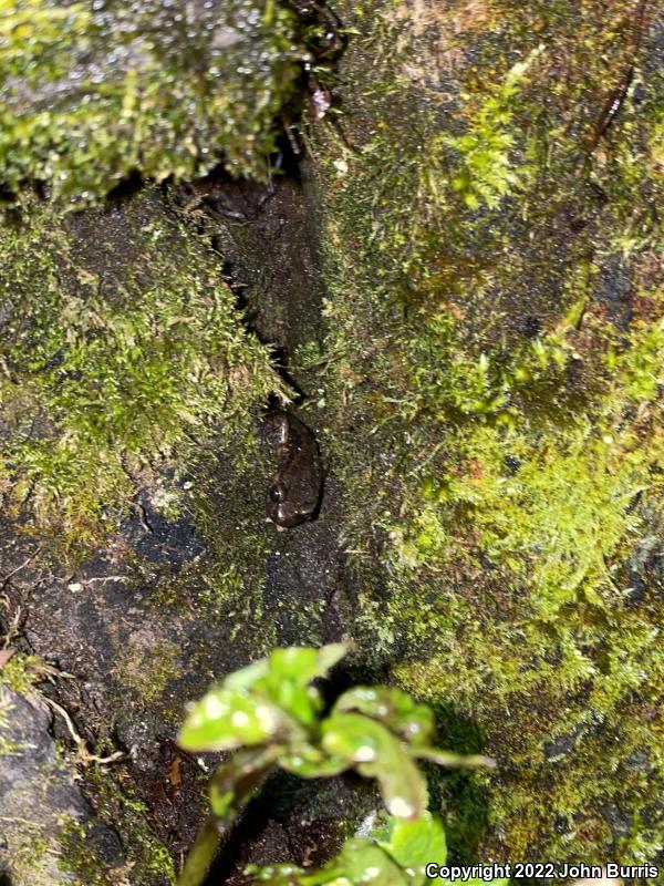 Dunn's Salamander (Plethodon dunni)