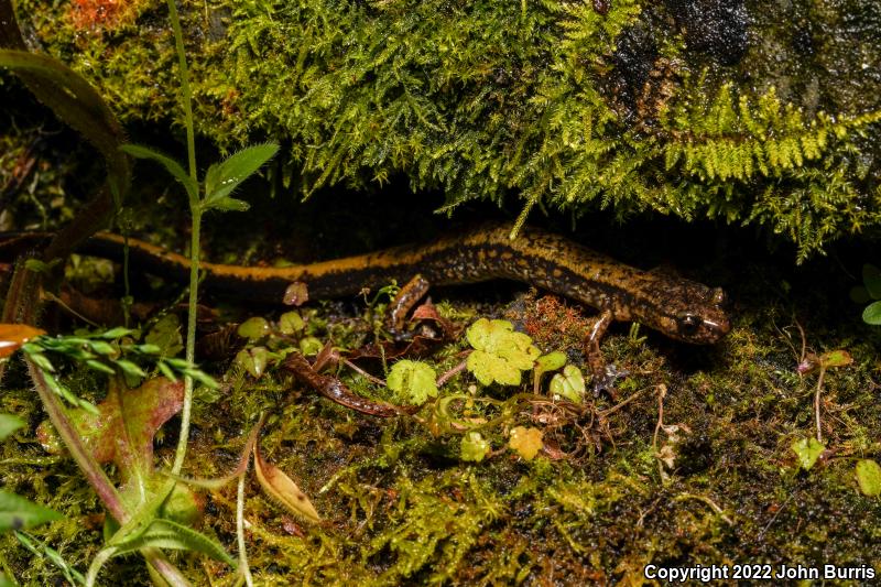 Dunn's Salamander (Plethodon dunni)