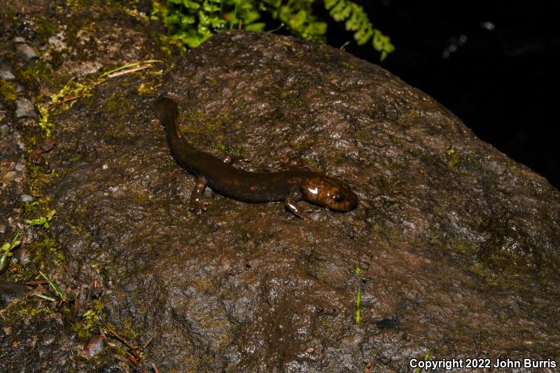 Coastal Giant Salamander (Dicamptodon tenebrosus)