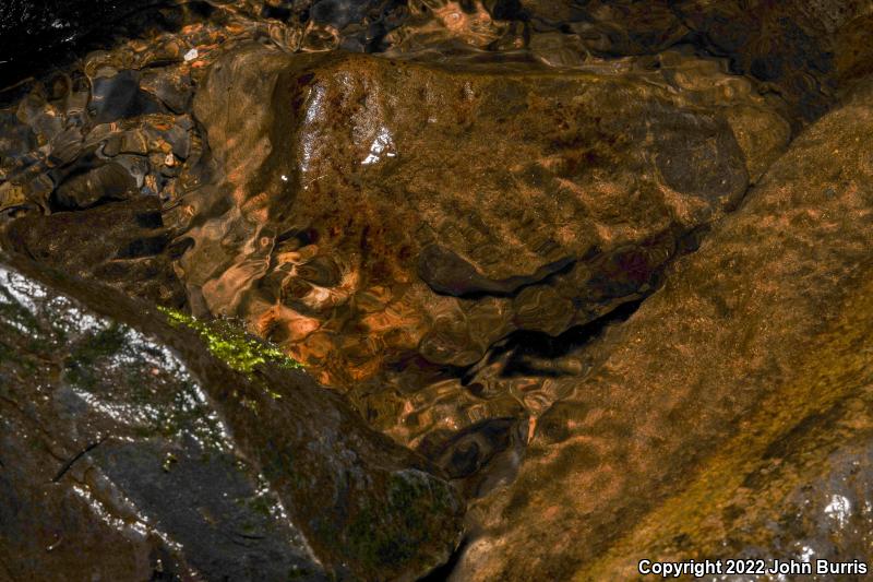 Western Tailed Frog (Ascaphus truei)