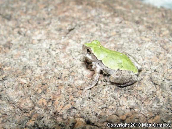 Bird-voiced Treefrog (Hyla avivoca)