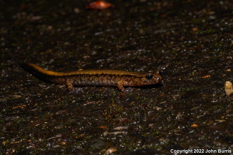 Dunn's Salamander (Plethodon dunni)