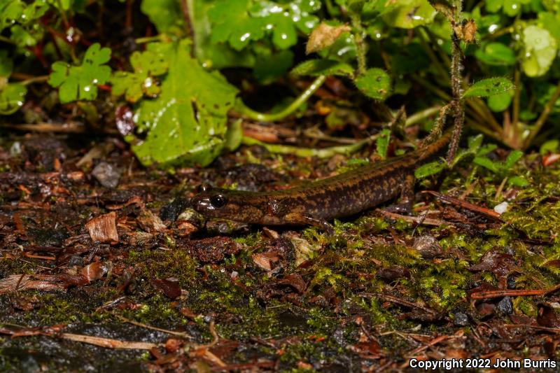 Dunn's Salamander (Plethodon dunni)