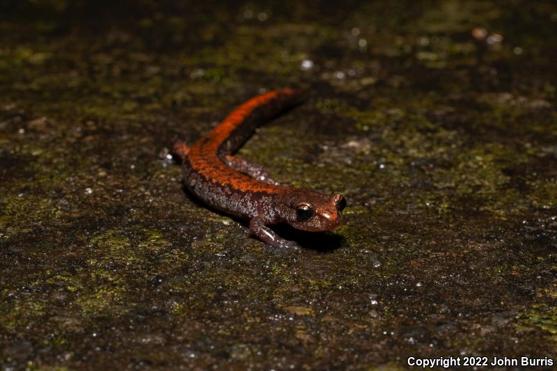 Larch Mountain Salamander (Plethodon larselli)