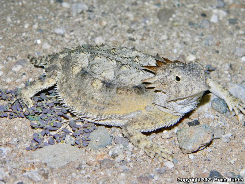 Regal Horned Lizard (Phrynosoma solare)
