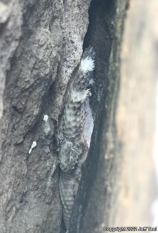 New Mexico Crevice Spiny Lizard (Sceloporus poinsettii poinsettii)